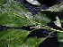  ( - CCDB-27885-H08)  @11 [ ] CreativeCommons - Attribution Non-Commercial Share-Alike (2017) Varun Swamy San Diego Zoo Global