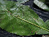  ( - CCDB-27885-H08)  @11 [ ] CreativeCommons - Attribution Non-Commercial Share-Alike (2017) Varun Swamy San Diego Zoo Global