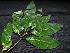  ( - CCDB-27885-H08)  @11 [ ] CreativeCommons - Attribution Non-Commercial Share-Alike (2017) Varun Swamy San Diego Zoo Global