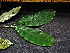  ( - CCDB-27866-B04)  @11 [ ] CreativeCommons - Attribution Non-Commercial Share-Alike (2017) Varun Swamy San Diego Zoo Global