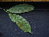  ( - CCDB-27866-B04)  @11 [ ] CreativeCommons - Attribution Non-Commercial Share-Alike (2017) Varun Swamy San Diego Zoo Global