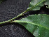  ( - CCDB-27866-B04)  @11 [ ] CreativeCommons - Attribution Non-Commercial Share-Alike (2017) Varun Swamy San Diego Zoo Global