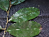  ( - CCDB-27866-F03)  @11 [ ] CreativeCommons - Attribution Non-Commercial Share-Alike (2017) Varun Swamy San Diego Zoo Global