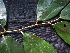  ( - CCDB-27866-F03)  @11 [ ] CreativeCommons - Attribution Non-Commercial Share-Alike (2017) Varun Swamy San Diego Zoo Global