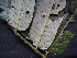  ( - CCDB-27866-F01)  @11 [ ] CreativeCommons - Attribution Non-Commercial Share-Alike (2017) Varun Swamy San Diego Zoo Global