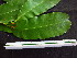  ( - CCDB-27890-C03)  @11 [ ] CreativeCommons - Attribution Non-Commercial Share-Alike (2017) Varun Swamy San Diego Zoo Global