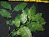  ( - BIORTP-061-A11)  @11 [ ] CreativeCommons - Attribution Non-Commercial Share-Alike (2019) Varun Swamy San Diego Zoo Global