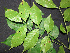  ( - BIORTP-061-A11)  @11 [ ] CreativeCommons - Attribution Non-Commercial Share-Alike (2019) Varun Swamy San Diego Zoo Global