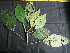  ( - BIORTP-061-B04)  @11 [ ] CreativeCommons - Attribution Non-Commercial Share-Alike (2019) Varun Swamy San Diego Zoo Global