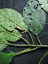  (Acalypha diversifolia - BIORTP-061-B04)  @11 [ ] CreativeCommons - Attribution Non-Commercial Share-Alike (2019) Varun Swamy San Diego Zoo Global