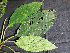  ( - BIORTP-061-B04)  @11 [ ] CreativeCommons - Attribution Non-Commercial Share-Alike (2019) Varun Swamy San Diego Zoo Global