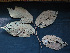  ( - BIORTP-061-D06)  @11 [ ] CreativeCommons - Attribution Non-Commercial Share-Alike (2019) Varun Swamy San Diego Zoo Global