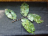  ( - BIORTP-061-D06)  @11 [ ] CreativeCommons - Attribution Non-Commercial Share-Alike (2019) Varun Swamy San Diego Zoo Global