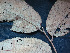  ( - BIORTP-061-D06)  @11 [ ] CreativeCommons - Attribution Non-Commercial Share-Alike (2019) Varun Swamy San Diego Zoo Global