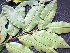  ( - BIORTP-061-D09)  @11 [ ] CreativeCommons - Attribution Non-Commercial Share-Alike (2019) Varun Swamy San Diego Zoo Global
