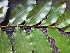  ( - BIORTP-061-D09)  @11 [ ] CreativeCommons - Attribution Non-Commercial Share-Alike (2019) Varun Swamy San Diego Zoo Global