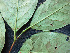  (Prunus debilis - BIORTP-061-D10)  @11 [ ] CreativeCommons - Attribution Non-Commercial Share-Alike (2019) Varun Swamy San Diego Zoo Global
