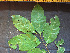  ( - BIORTP-061-D10)  @11 [ ] CreativeCommons - Attribution Non-Commercial Share-Alike (2019) Varun Swamy San Diego Zoo Global