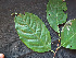  ( - BIORTP-061-D10)  @11 [ ] CreativeCommons - Attribution Non-Commercial Share-Alike (2019) Varun Swamy San Diego Zoo Global