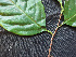  ( - BIORTP-061-D10)  @11 [ ] CreativeCommons - Attribution Non-Commercial Share-Alike (2019) Varun Swamy San Diego Zoo Global