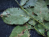  ( - BIORTP-061-E07)  @11 [ ] CreativeCommons - Attribution Non-Commercial Share-Alike (2019) Varun Swamy San Diego Zoo Global