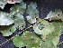  ( - BIORTP-061-E07)  @11 [ ] CreativeCommons - Attribution Non-Commercial Share-Alike (2019) Varun Swamy San Diego Zoo Global