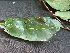  (Maytenus - BIORTP-061-F04)  @11 [ ] CreativeCommons - Attribution Non-Commercial Share-Alike (2019) Varun Swamy San Diego Zoo Global