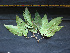  (Allophylus scrobiculatus - BIORTP-061-F09)  @11 [ ] CreativeCommons - Attribution Non-Commercial Share-Alike (2019) Varun Swamy San Diego Zoo Global