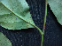  ( - BIORTP-061-G06)  @11 [ ] CreativeCommons - Attribution Non-Commercial Share-Alike (2019) Varun Swamy San Diego Zoo Global