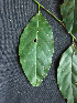 ( - BIORTP-061-G06)  @11 [ ] CreativeCommons - Attribution Non-Commercial Share-Alike (2019) Varun Swamy San Diego Zoo Global