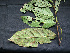  ( - BIORTP-061-H04)  @11 [ ] CreativeCommons - Attribution Non-Commercial Share-Alike (2019) Varun Swamy San Diego Zoo Global