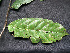  ( - BIORTP-061-H04)  @11 [ ] CreativeCommons - Attribution Non-Commercial Share-Alike (2019) Varun Swamy San Diego Zoo Global