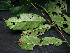  ( - BIORTP-061-H04)  @11 [ ] CreativeCommons - Attribution Non-Commercial Share-Alike (2019) Varun Swamy San Diego Zoo Global