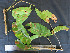  (Micropholis guyanensis - CCDB-27885-D03)  @11 [ ] CreativeCommons - Attribution Non-Commercial Share-Alike (2017) Varun Swamy San Diego Zoo Global