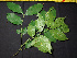  ( - BIORTP-061-A11)  @11 [ ] CreativeCommons - Attribution Non-Commercial Share-Alike (2019) Varun Swamy San Diego Zoo Global