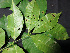  ( - BIORTP-061-A11)  @11 [ ] CreativeCommons - Attribution Non-Commercial Share-Alike (2019) Varun Swamy San Diego Zoo Global