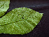  ( - BIORTP-062-B06)  @11 [ ] CreativeCommons - Attribution Non-Commercial Share-Alike (2019) Varun Swamy San Diego Zoo Global