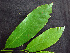  ( - BIORTP-062-E12)  @11 [ ] CreativeCommons - Attribution Non-Commercial Share-Alike (2019) Varun Swamy San Diego Zoo Global