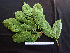 (Casearia membranaceous - BIORTP-062-D10)  @11 [ ] CreativeCommons - Attribution Non-Commercial Share-Alike (2019) Varun Swamy San Diego Zoo Global