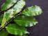  ( - BIORTP-062-A09)  @11 [ ] CreativeCommons - Attribution Non-Commercial Share-Alike (2019) Varun Swamy San Diego Zoo Global