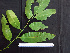  ( - BIORTP-062-C11)  @11 [ ] CreativeCommons - Attribution Non-Commercial Share-Alike (2019) Varun Swamy San Diego Zoo Global