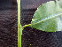  ( - BIORTP-062-C11)  @11 [ ] CreativeCommons - Attribution Non-Commercial Share-Alike (2019) Varun Swamy San Diego Zoo Global