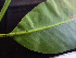  ( - BIORTP-062-C11)  @11 [ ] CreativeCommons - Attribution Non-Commercial Share-Alike (2019) Varun Swamy San Diego Zoo Global