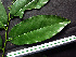  ( - BIORTP-062-H11)  @11 [ ] CreativeCommons - Attribution Non-Commercial Share-Alike (2019) Varun Swamy San Diego Zoo Global
