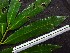  ( - CCDB-27890-D12)  @11 [ ] CreativeCommons - Attribution Non-Commercial Share-Alike (2017) Varun Swamy San Diego Zoo Global