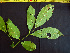  ( - BIORTP-062-G01)  @11 [ ] CreativeCommons - Attribution Non-Commercial Share-Alike (2019) Varun Swamy San Diego Zoo Global