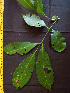  ( - BIORTP-062-G01)  @11 [ ] CreativeCommons - Attribution Non-Commercial Share-Alike (2019) Varun Swamy San Diego Zoo Global