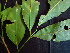  ( - BIORTP-062-G01)  @11 [ ] CreativeCommons - Attribution Non-Commercial Share-Alike (2019) Varun Swamy San Diego Zoo Global