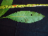  ( - BIORTP-062-G01)  @11 [ ] CreativeCommons - Attribution Non-Commercial Share-Alike (2019) Varun Swamy San Diego Zoo Global