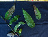  (Porcelia - BIORTP-062-F04)  @11 [ ] CreativeCommons - Attribution Non-Commercial Share-Alike (2019) Varun Swamy San Diego Zoo Global